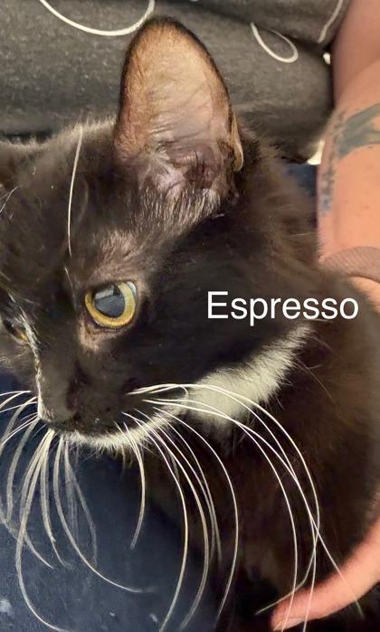 Espresso, an adopted mixed breed in Laguna Niguel, CA image 2/2