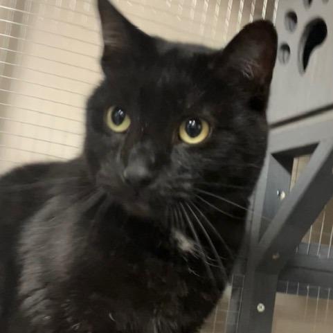 Stevie Kicks, a Adoptable Domestic Short Hair in La Grange, KY image 1/4