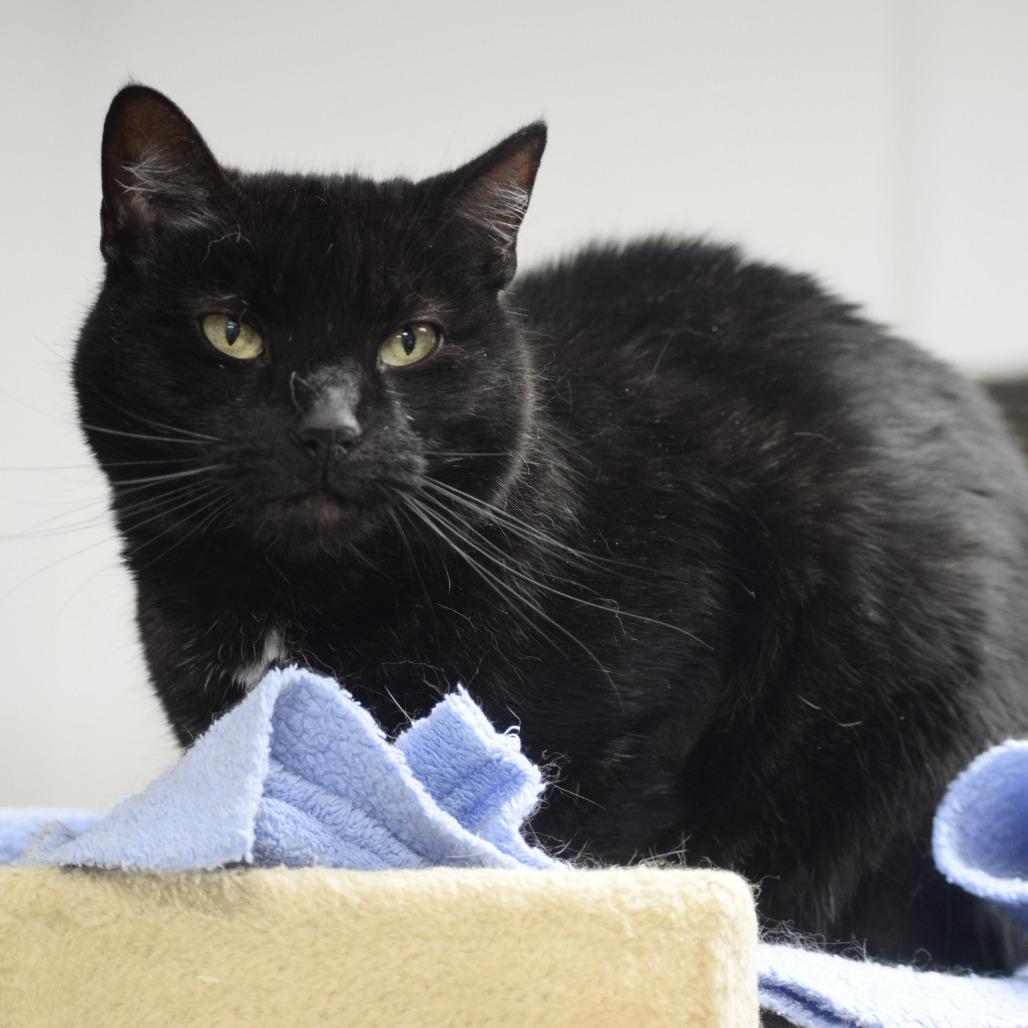Stevie Kicks, a Adoptable Domestic Short Hair in La Grange, KY image 2/4