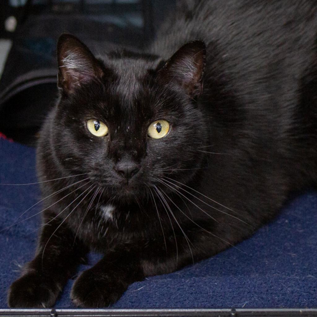 Stevie Kicks, a Adoptable Domestic Short Hair in La Grange, KY image 3/4