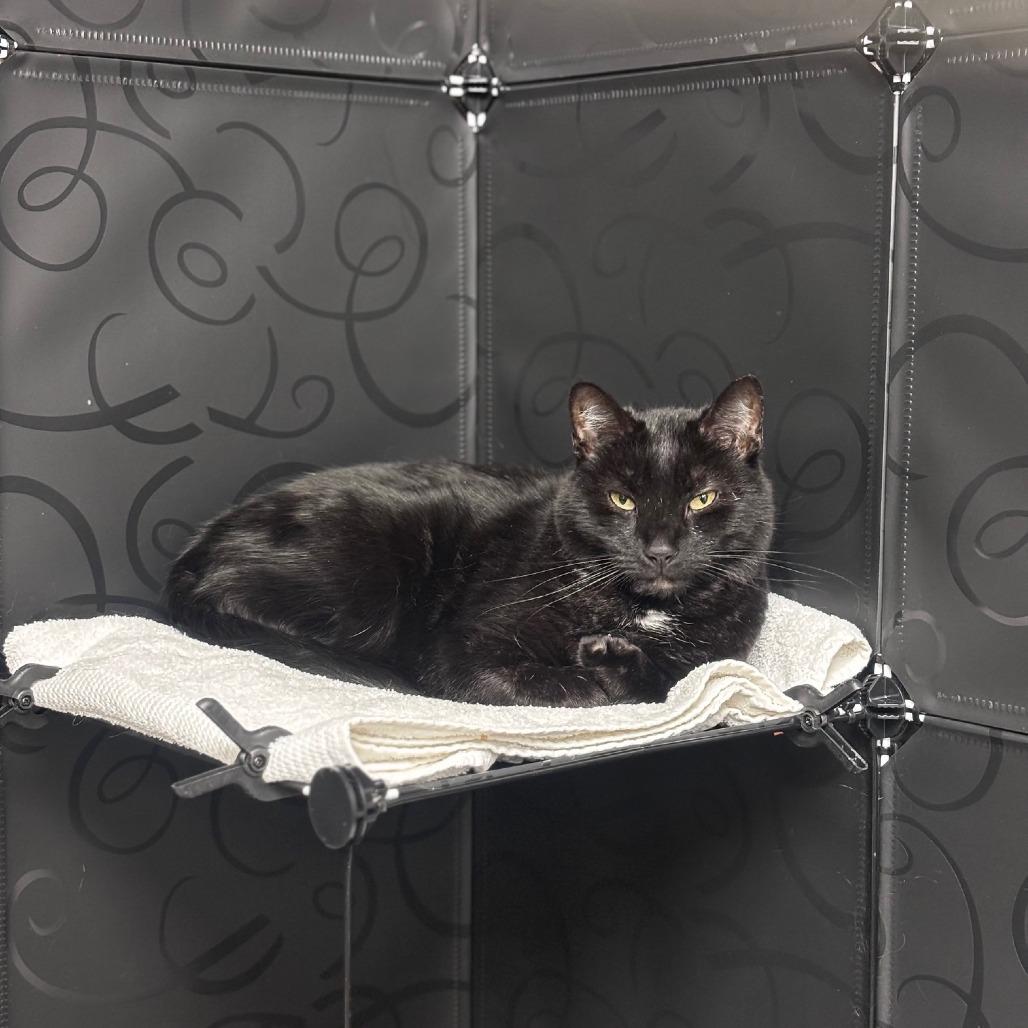 Stevie Kicks, a Adoptable Domestic Short Hair in La Grange, KY image 4/4