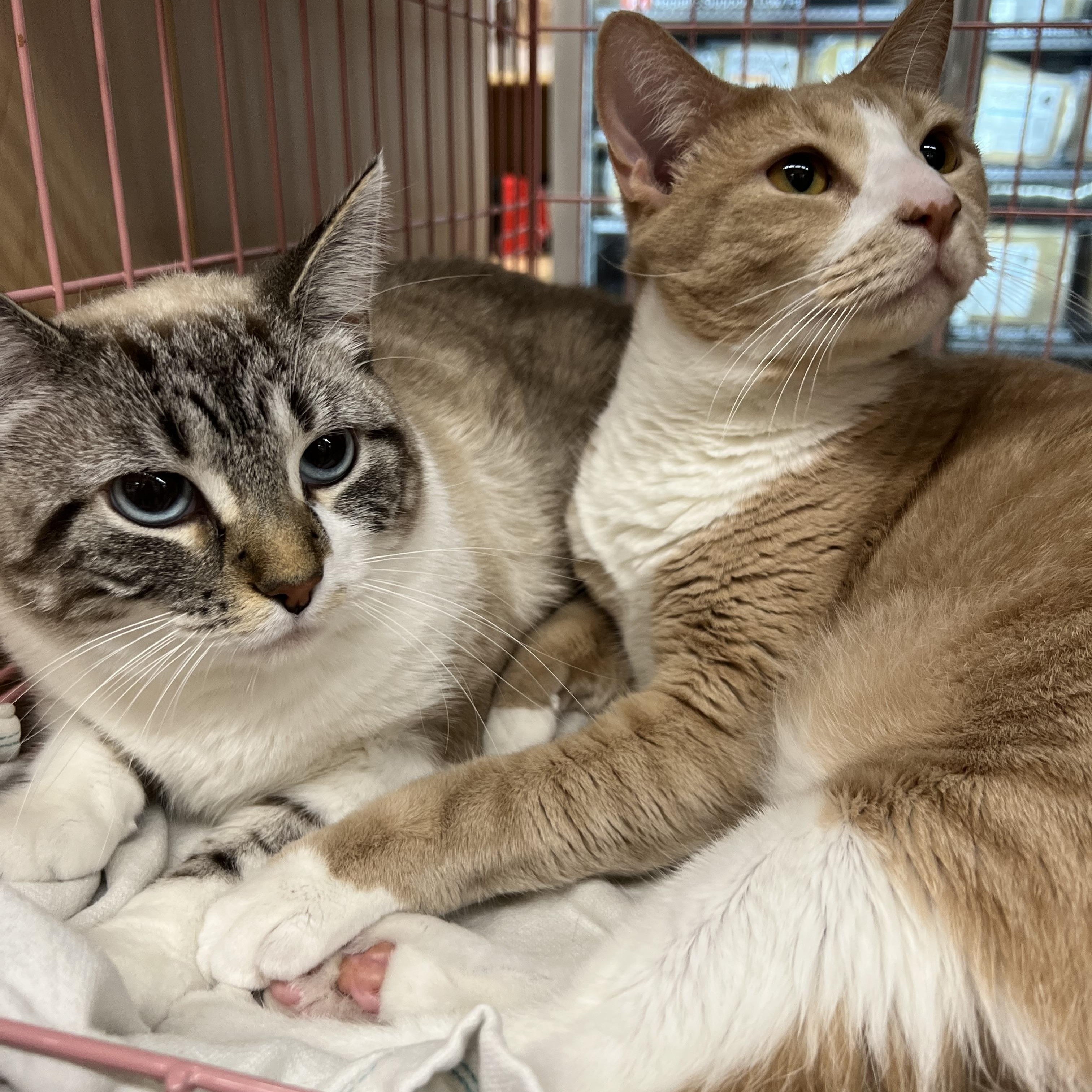 Jasper, Adoptable, Adult Male Domestic Short Hair.