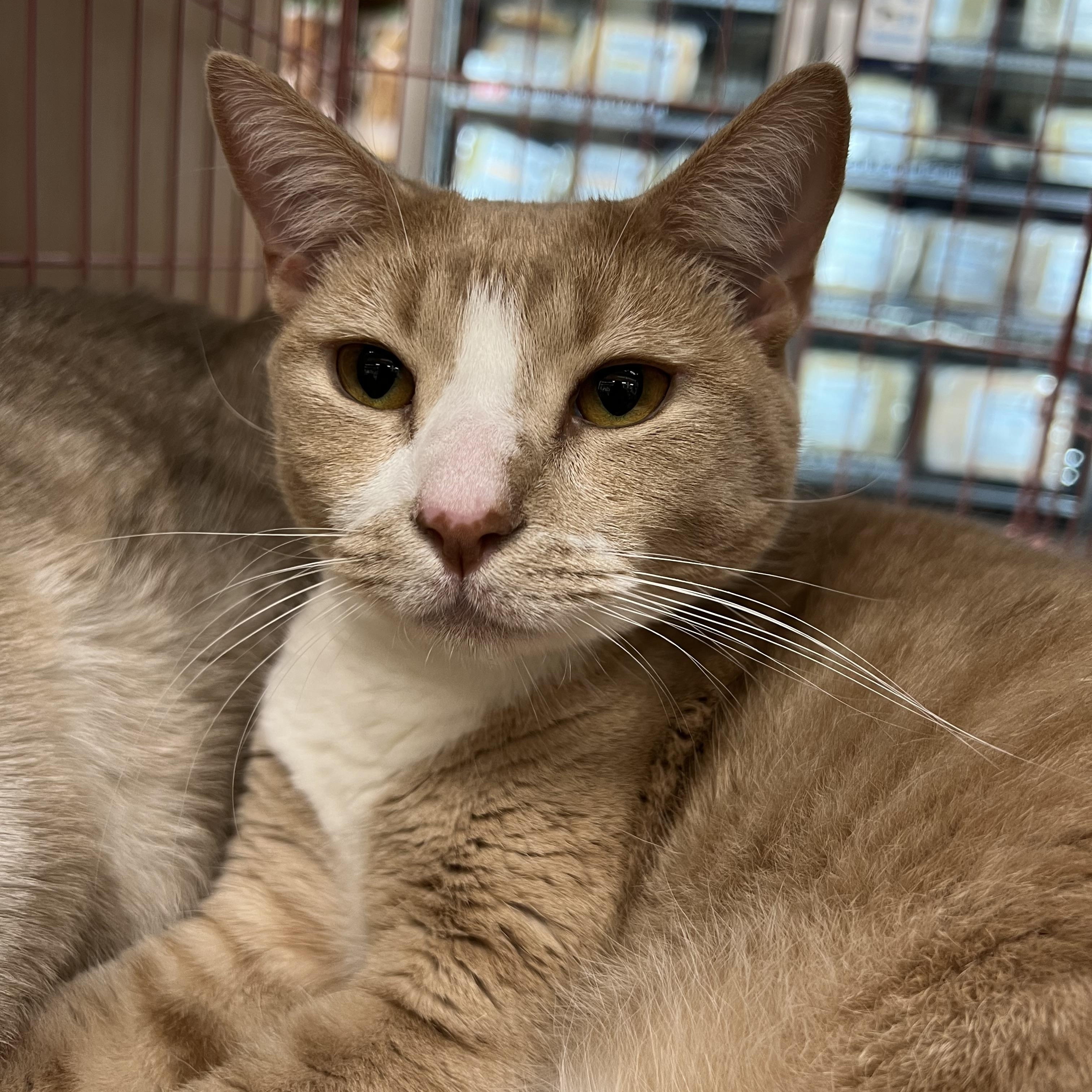 Jasper, a Adoptable Domestic Short Hair in Huffman, TX image 2/4