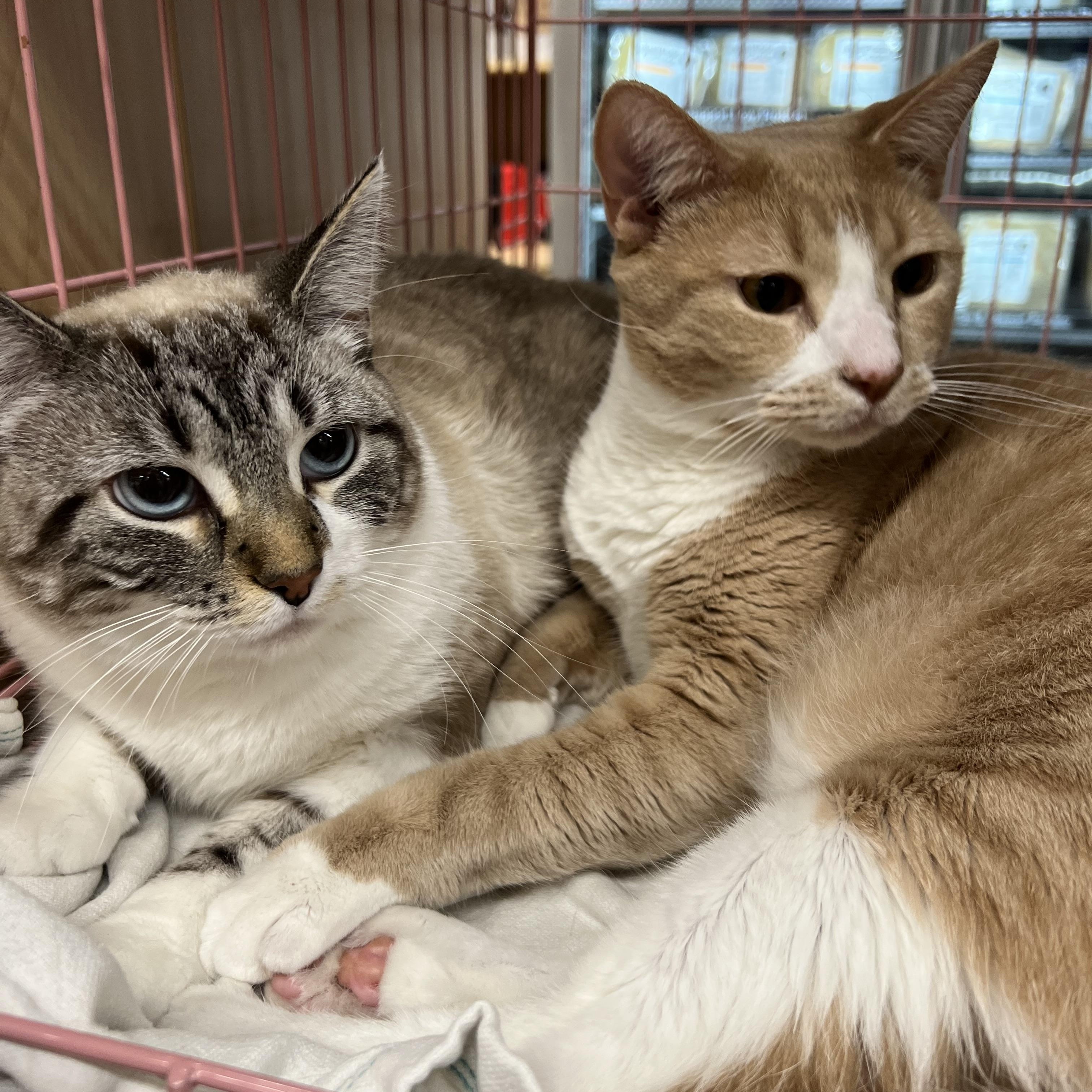 Jasper, a Adoptable Domestic Short Hair in Huffman, TX image 4/4