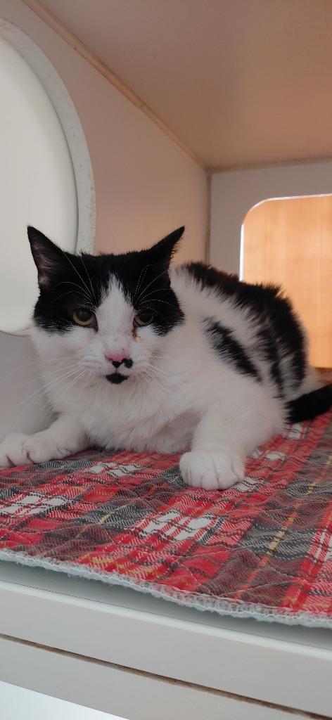 Chess, Adoptable, Adult Male Domestic Short Hair.