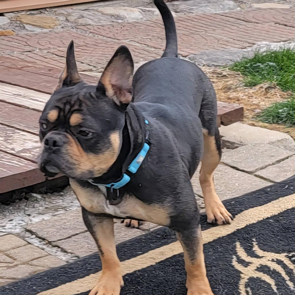 Enlarge Ringo, a Adoptable mixed breed in Huber Heights, OH image 1/4