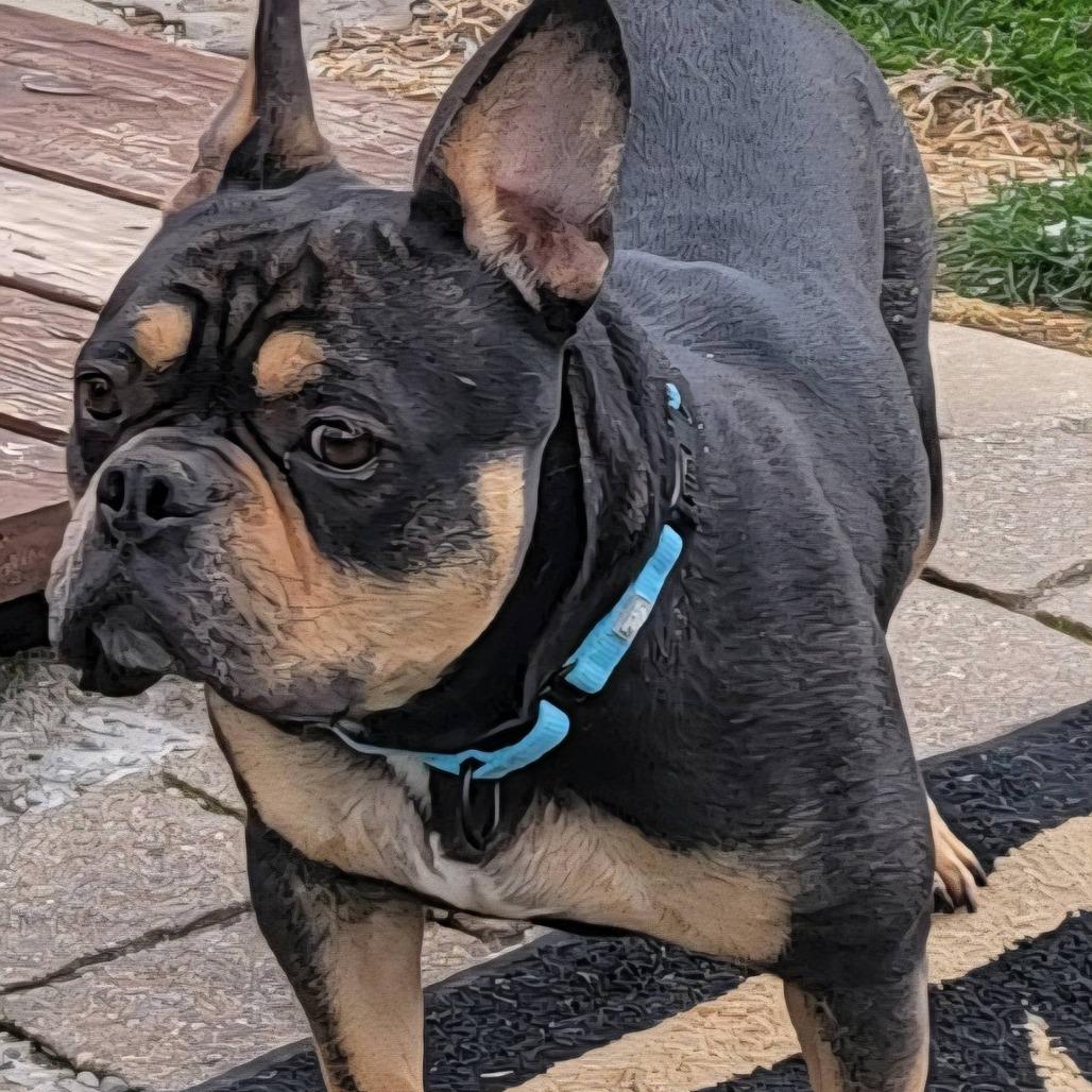 Enlarge Ringo, a Adoptable mixed breed in Huber Heights, OH image 2/4