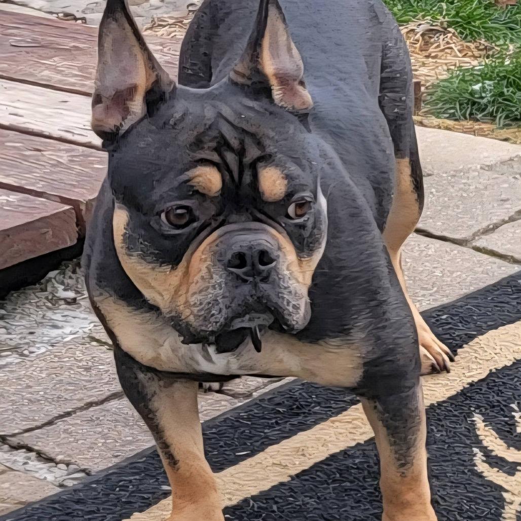 Enlarge Ringo, a Adoptable mixed breed in Huber Heights, OH image 3/4