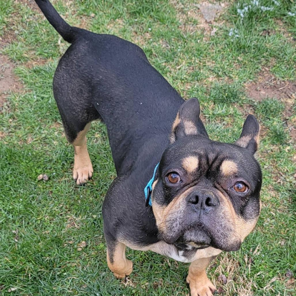 Enlarge Ringo, a Adoptable mixed breed in Huber Heights, OH image 4/4