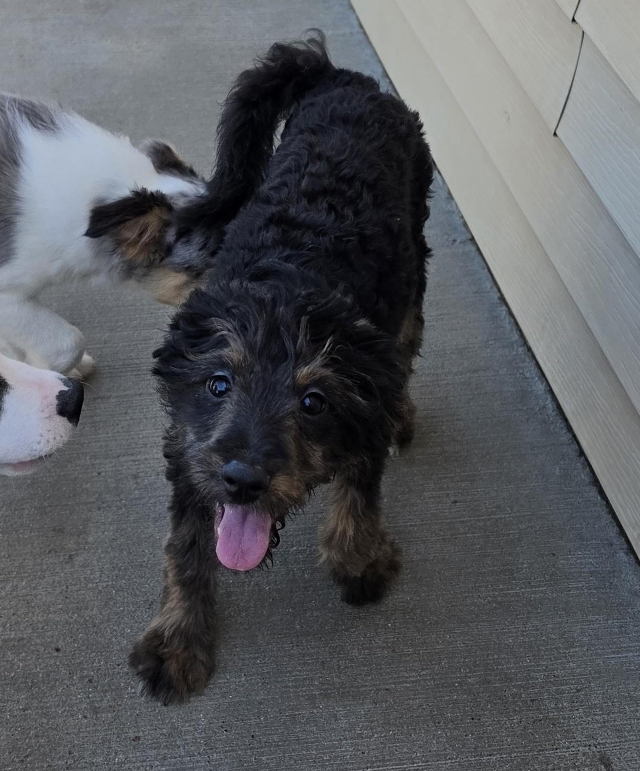Enlarge Callee, an adopted mixed breed in Terre Haute, IN image 2/2