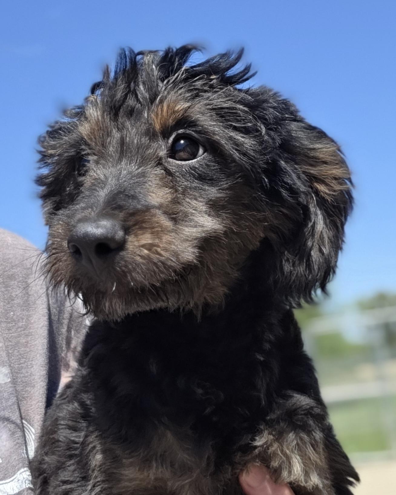 Enlarge Callee, an adopted mixed breed in Terre Haute, IN image 1/2
