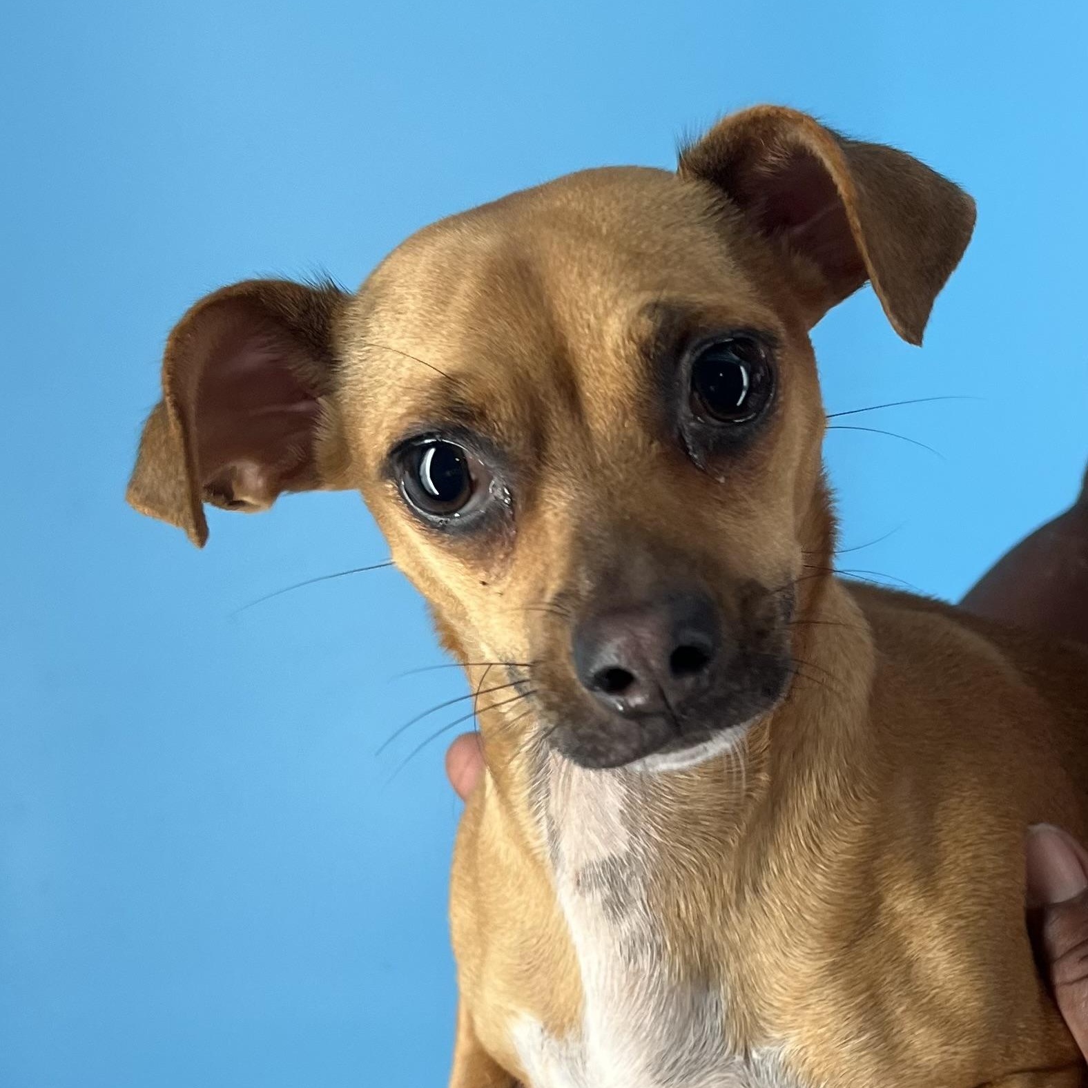 Karen  Local Dec thumbnail 2