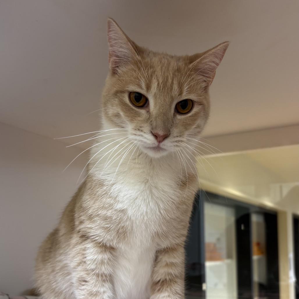 Enlarge Ginger, a Adoptable Domestic Short Hair in Pleasanton, CA image 1/4