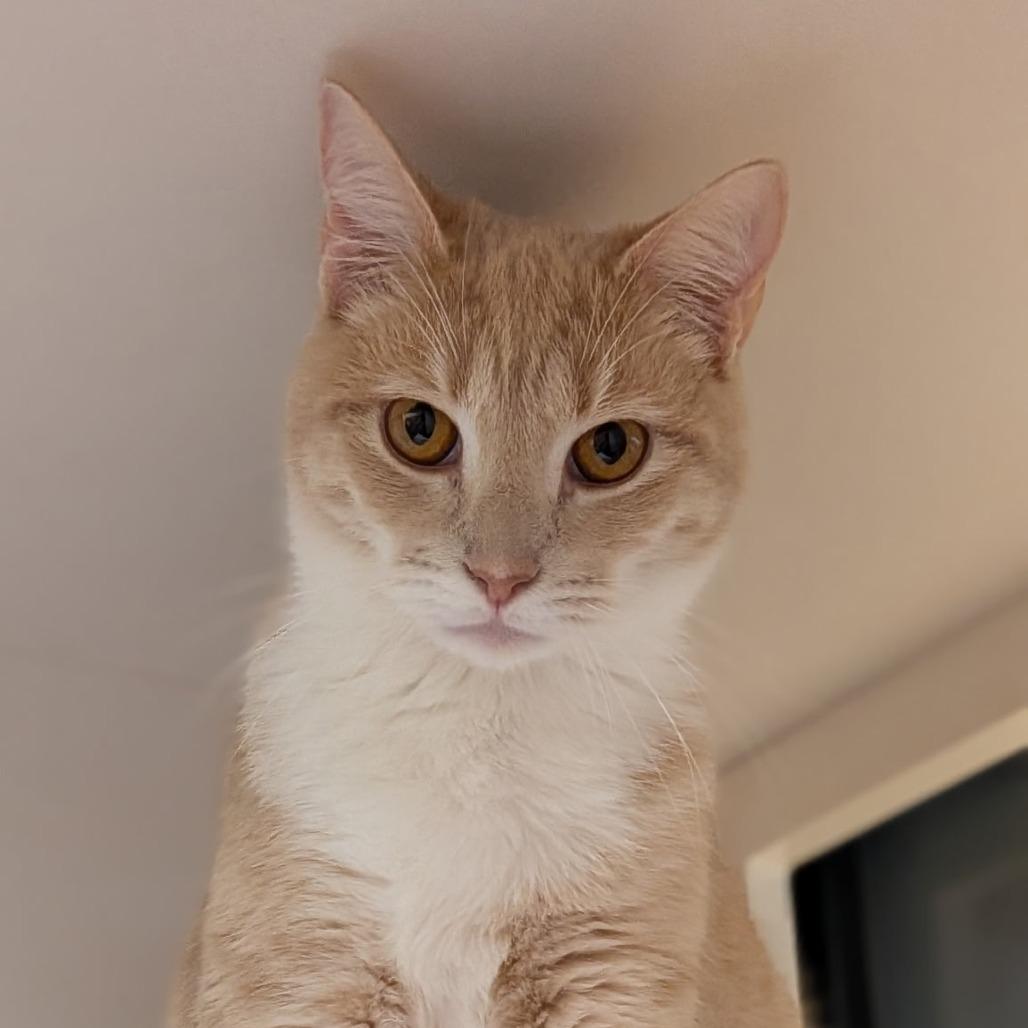 Enlarge Ginger, a Adoptable Domestic Short Hair in Pleasanton, CA image 4/4