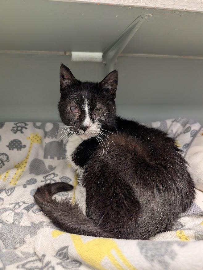 Sam, ADOPTABLE, Senior Male Domestic Short Hair.