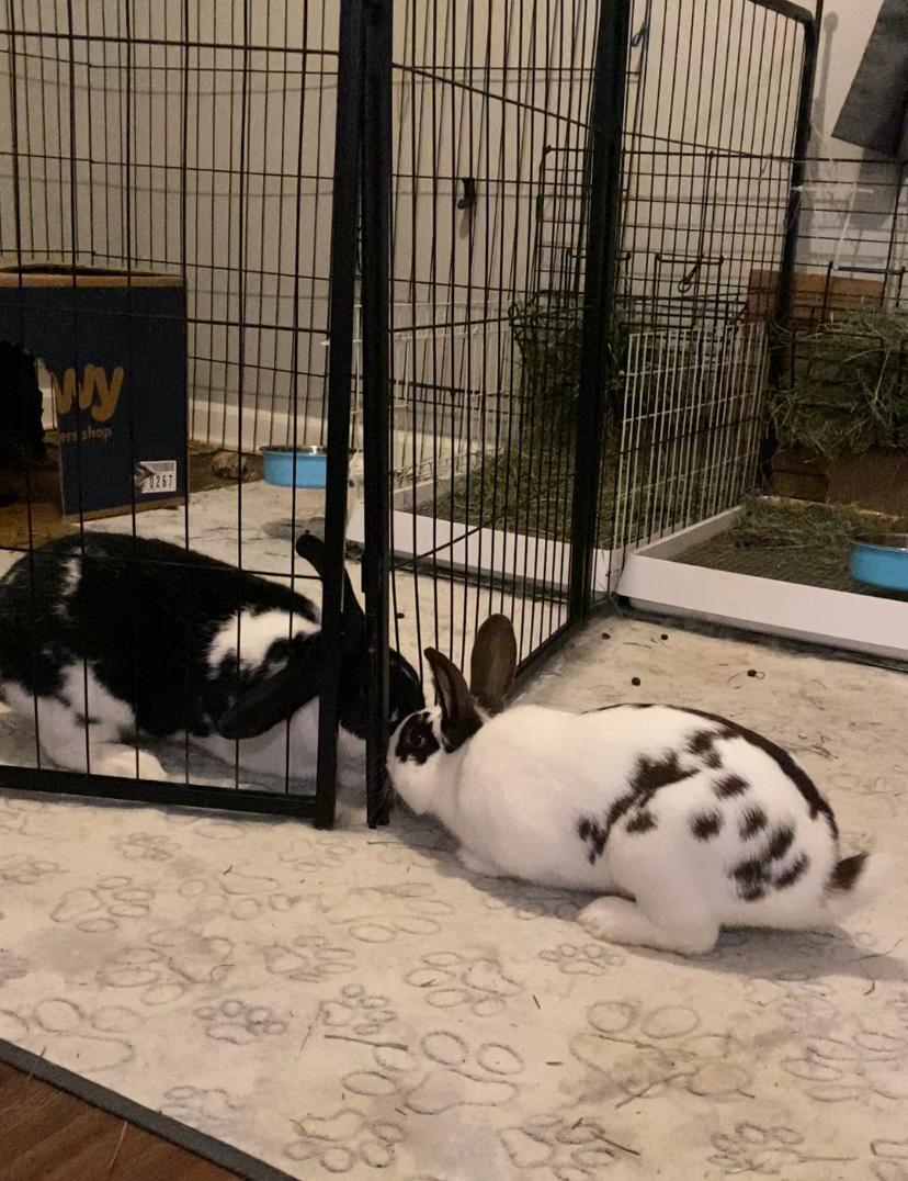 Enlarge Popsicle, a Adoptable mixed breed in Brick, NJ image 4/5