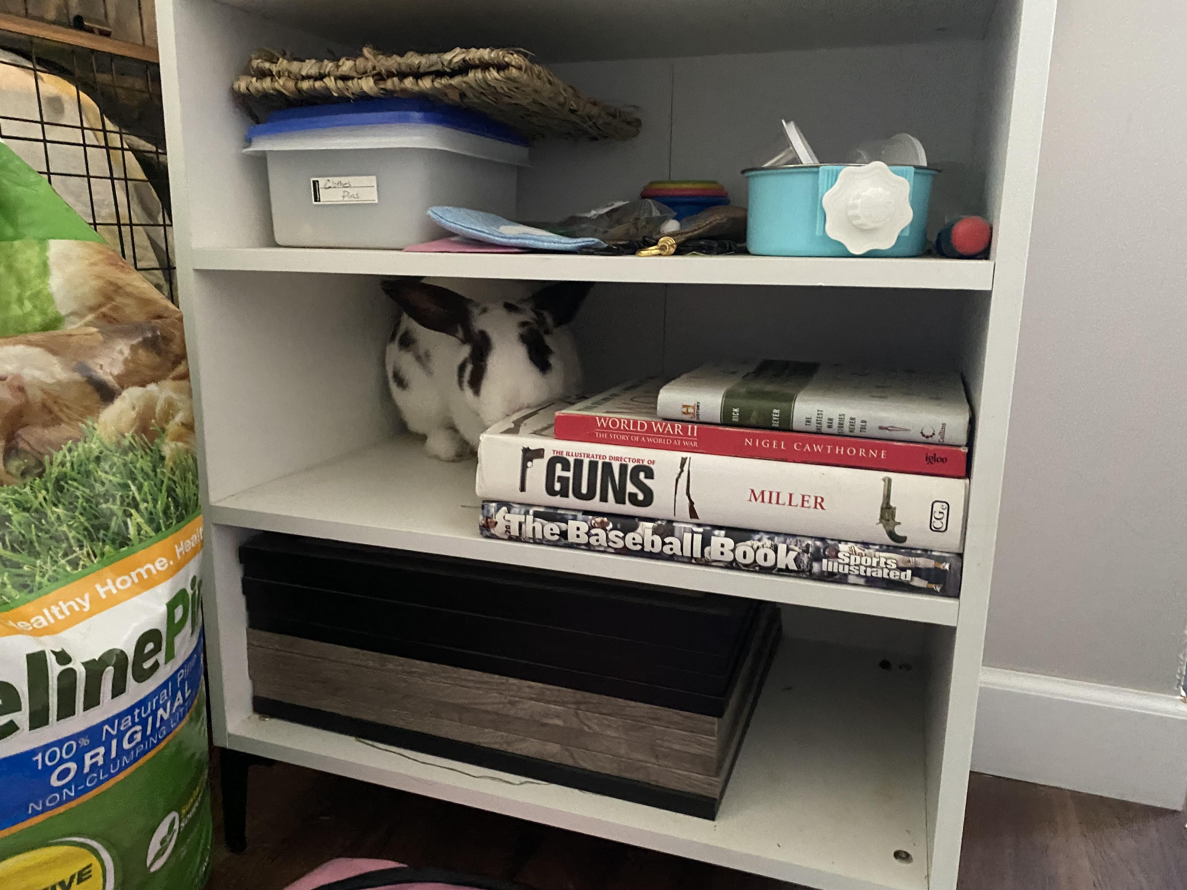 Enlarge Popsicle, a Adoptable mixed breed in Brick, NJ image 5/5