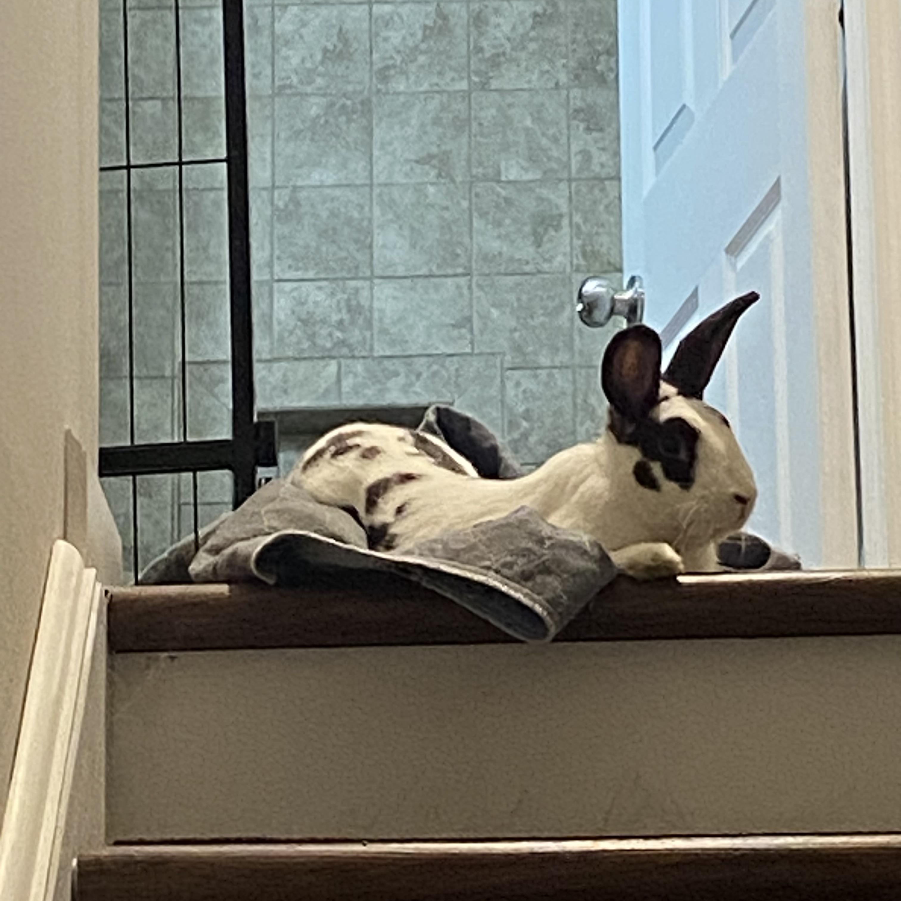 Enlarge Popsicle, a Adoptable mixed breed in Brick, NJ image 1/5