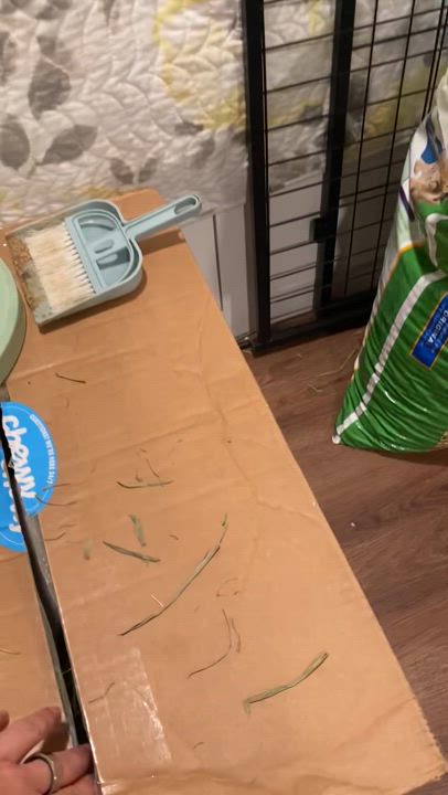 Enlarge Popsicle, a Adoptable mixed breed in Brick, NJ video 3/5