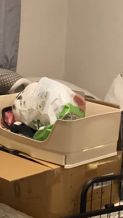 Enlarge Popsicle, a Adoptable mixed breed in Brick, NJ video 2/5