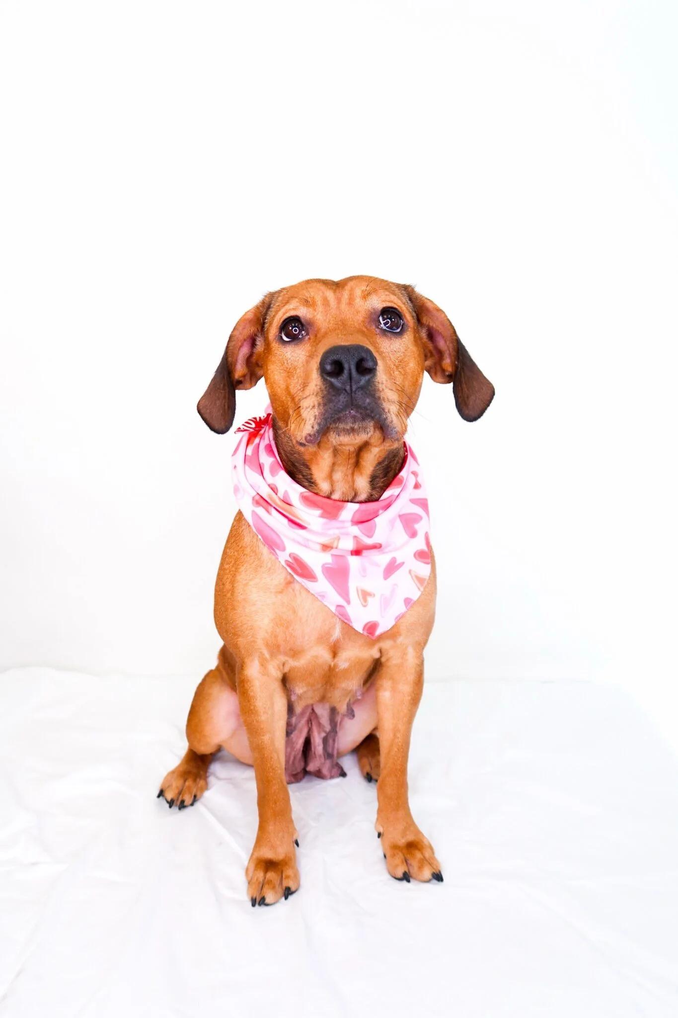 Enlarge Molly Weasley, a ADOPTABLE mixed breed in Bixby, OK image 2/5