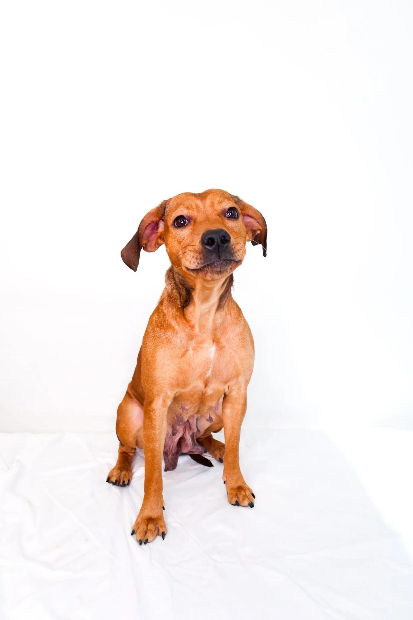 Enlarge Molly Weasley, a ADOPTABLE mixed breed in Bixby, OK image 1/5