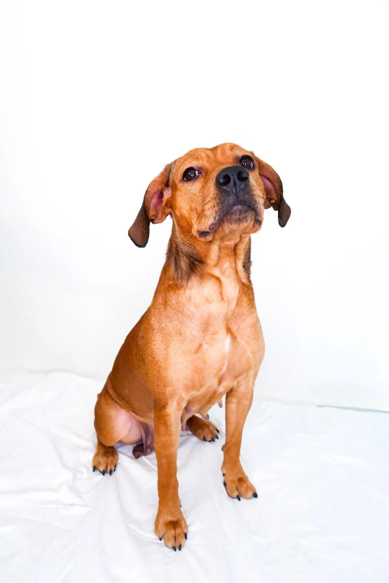 Enlarge Molly Weasley, a ADOPTABLE mixed breed in Bixby, OK image 4/5