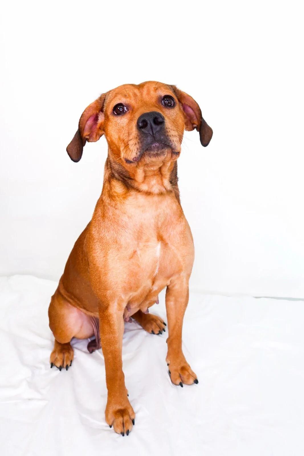 Enlarge Molly Weasley, a ADOPTABLE mixed breed in Bixby, OK image 3/5