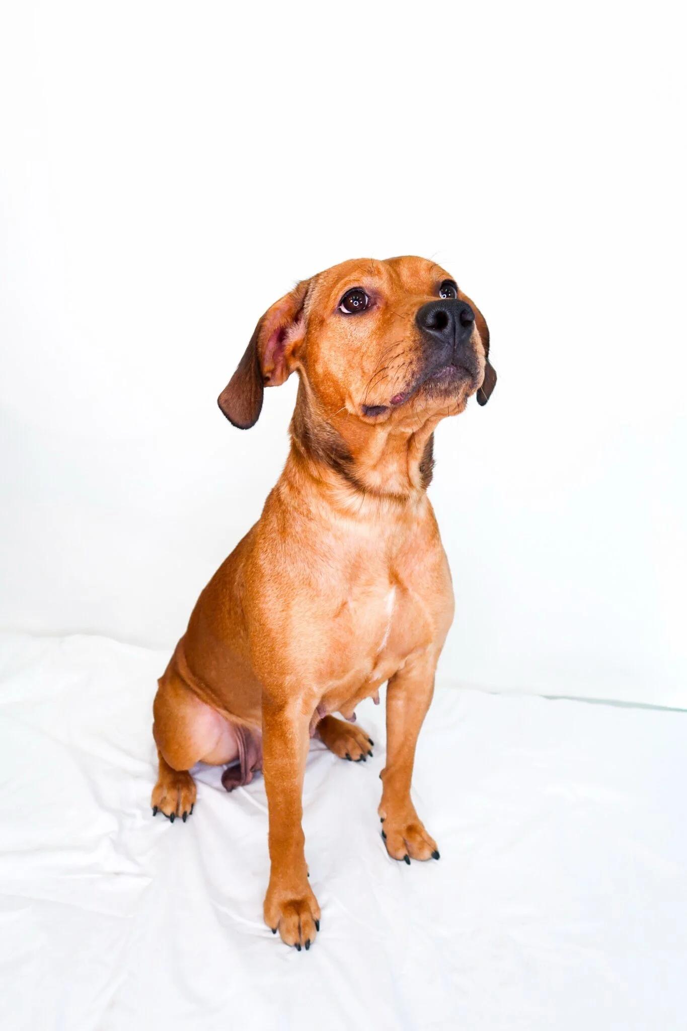 Enlarge Molly Weasley, a ADOPTABLE mixed breed in Bixby, OK image 5/5