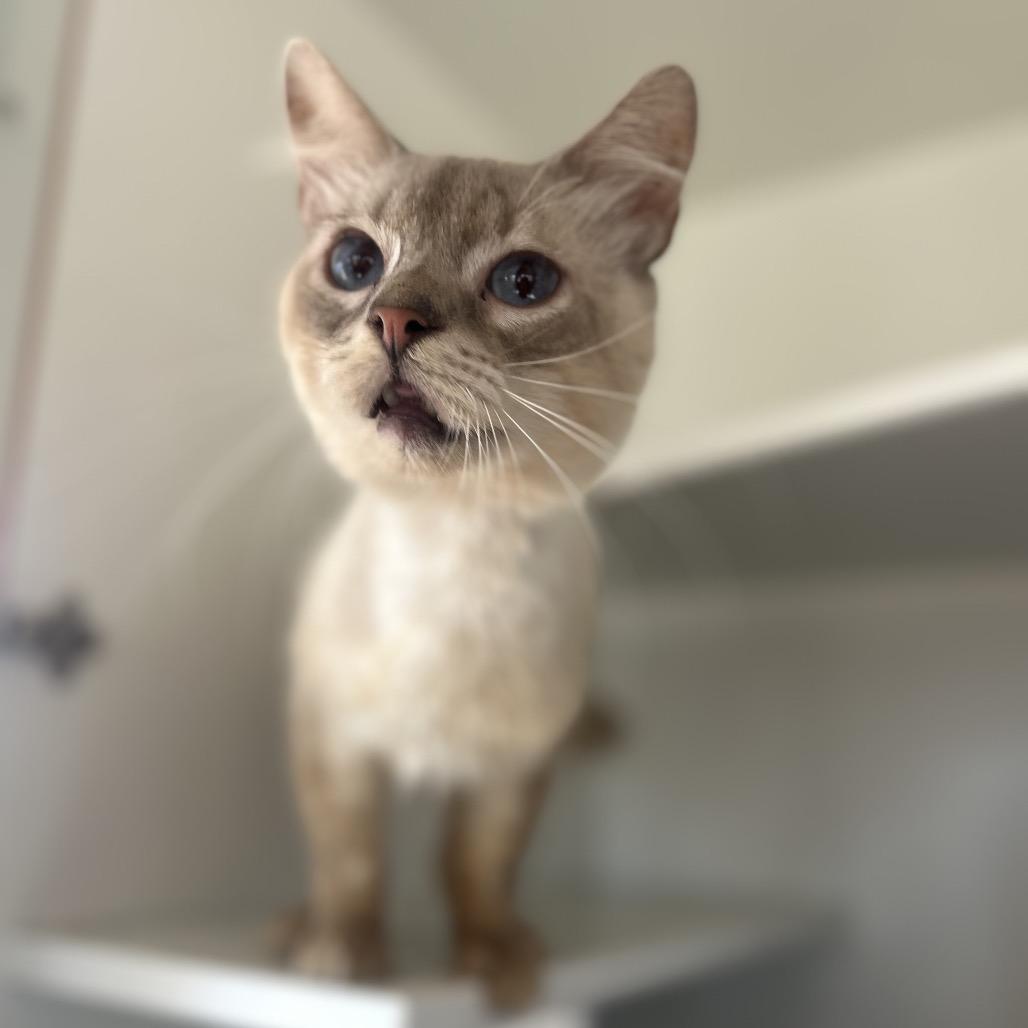 Keefe, Adoptable, Adult Male Domestic Short Hair.