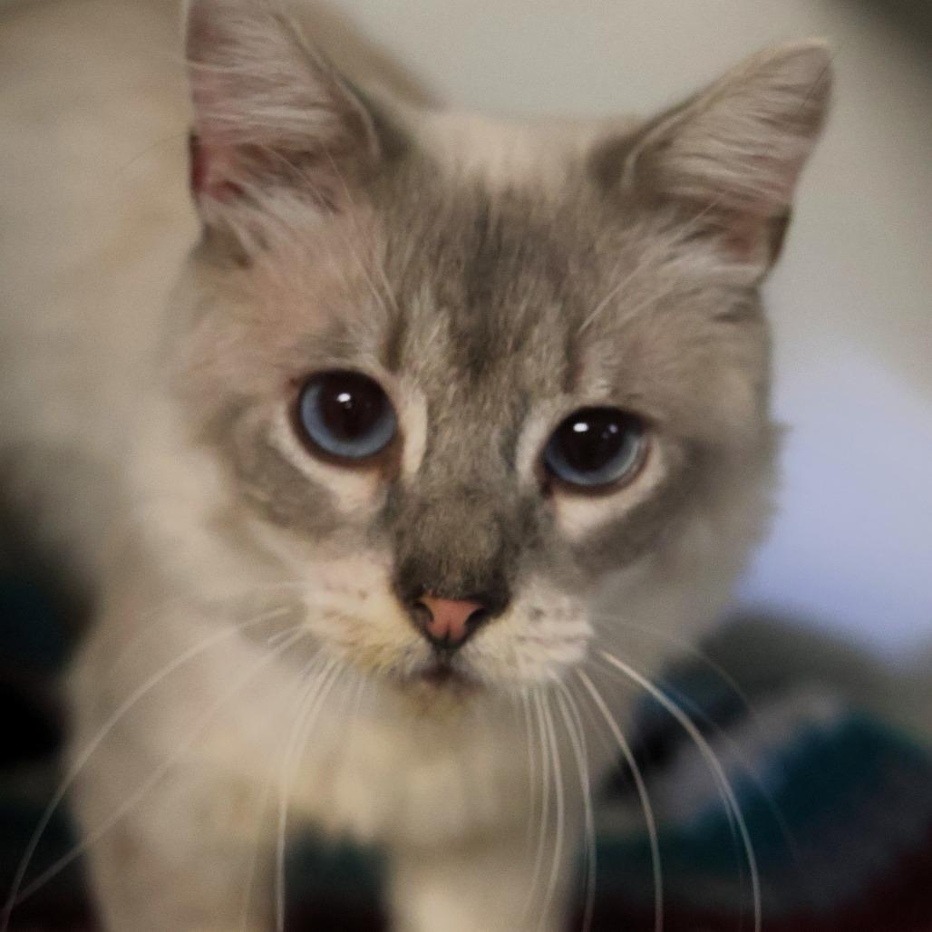 Enlarge Keefe, a Adoptable Domestic Short Hair in Troy, IL image 2/4