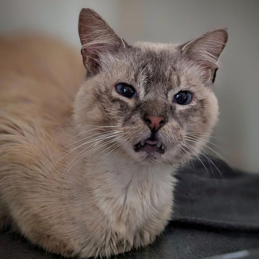 Enlarge Keefe, a Adoptable Domestic Short Hair in Troy, IL image 3/4