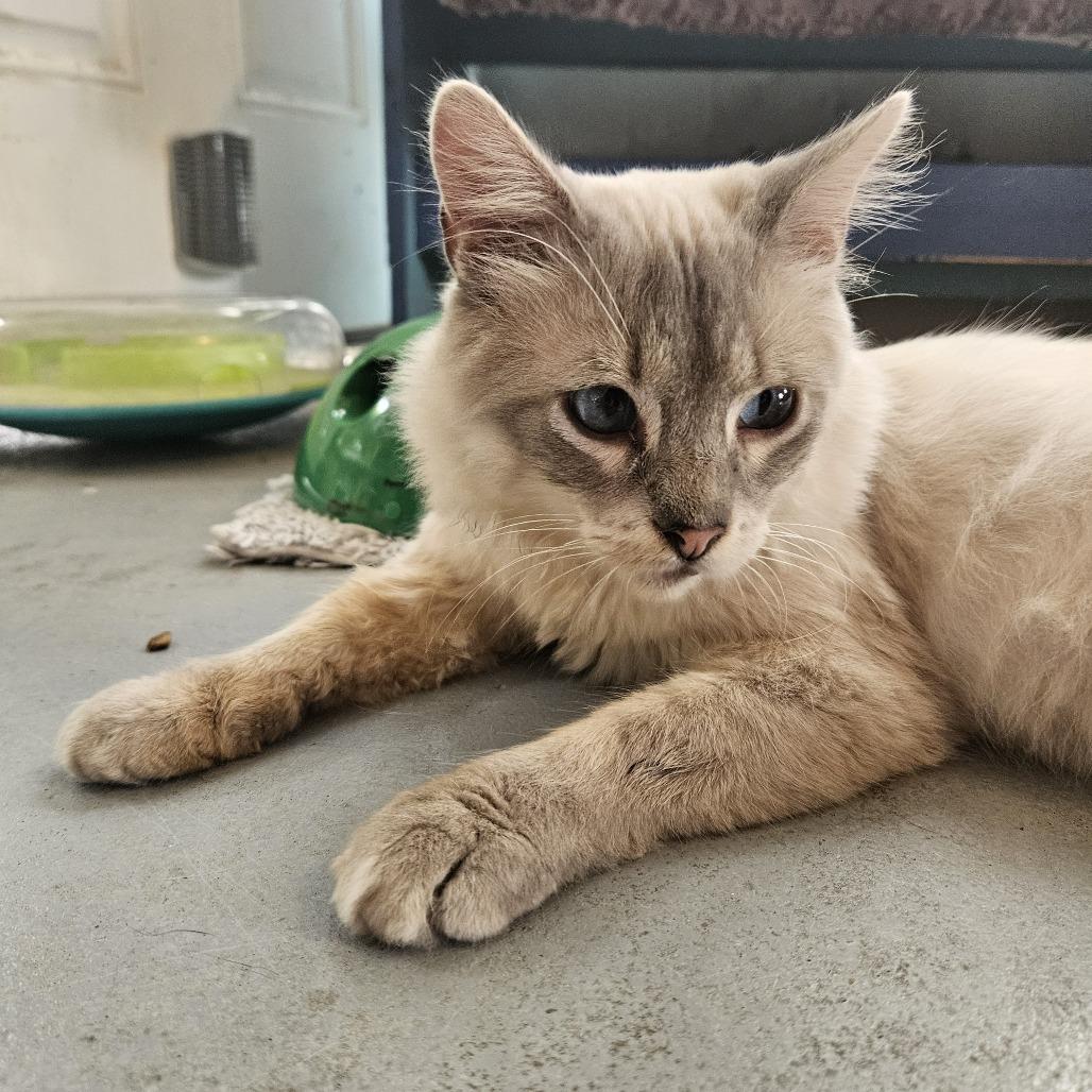 Enlarge Keefe, a Adoptable Domestic Short Hair in Troy, IL image 4/4