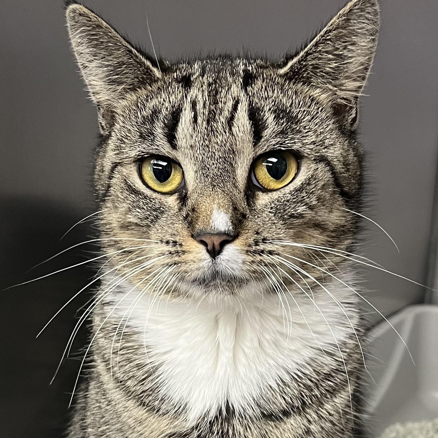 Enlarge Missy, an adopted Domestic Short Hair in Worcester, MA image 1/1