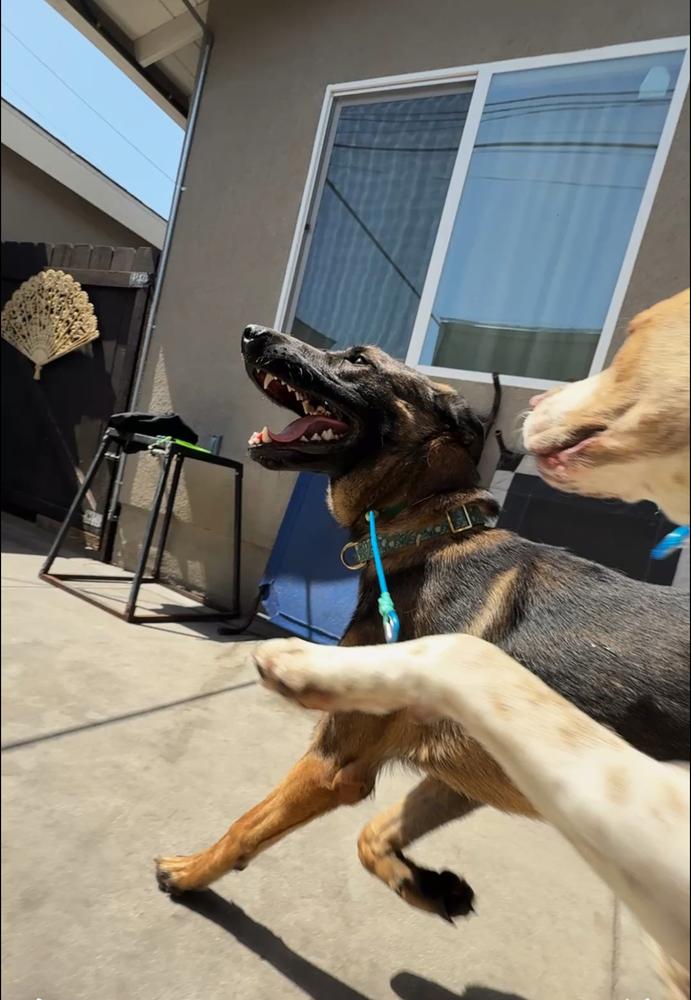 Sully, Adoptable, Young Male Belgian Shepherd / Malinois & German Shepherd Dog.