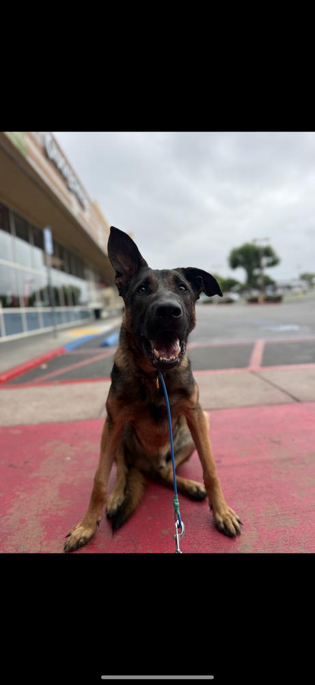 Enlarge Sully, a Adoptable mixed breed in Pasadena, CA image 2/6