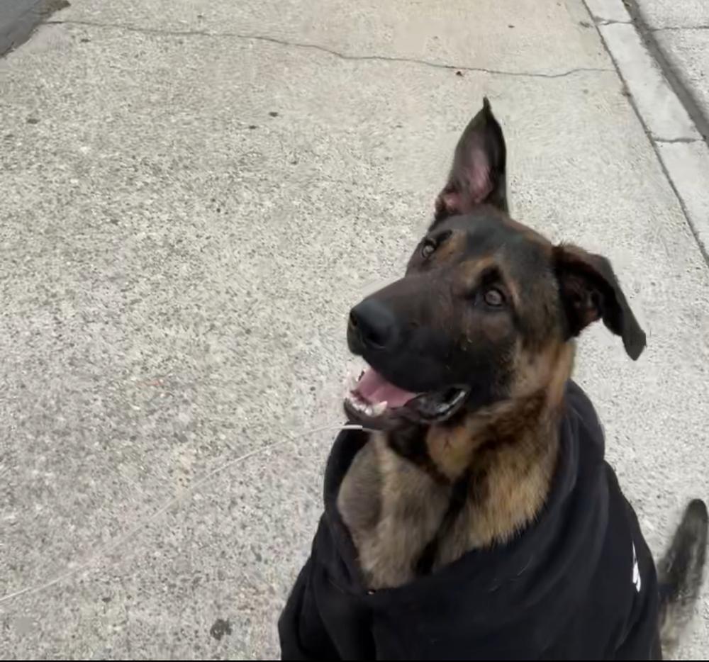 Enlarge Sully, a Adoptable mixed breed in Pasadena, CA image 4/6