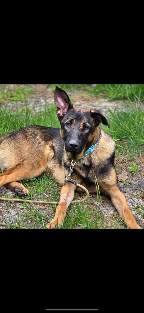 Enlarge Sully, a Adoptable mixed breed in Pasadena, CA image 5/6