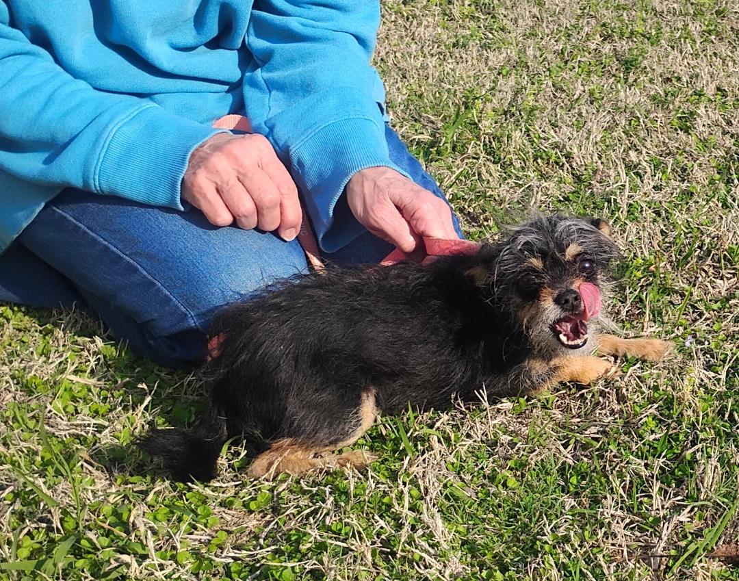 Enlarge Tillie, an adoptable mixed breed in Sulphur, OK image 3/3