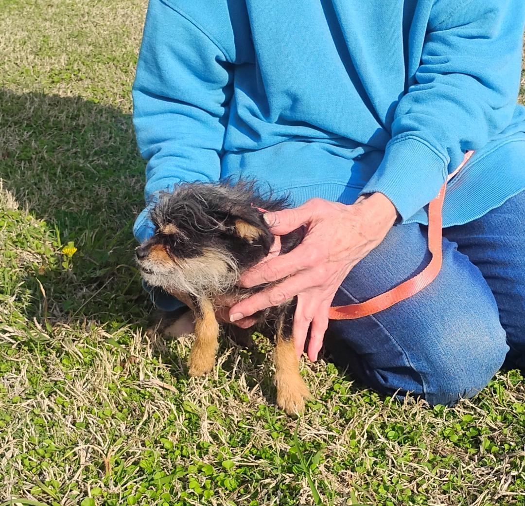 Enlarge Tillie, an adoptable mixed breed in Sulphur, OK image 2/3