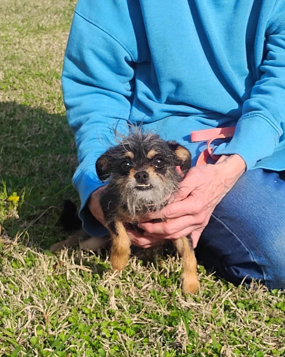 Enlarge Tillie, an adoptable mixed breed in Sulphur, OK image 1/3