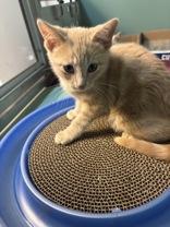 Enlarge Waddles, an adopted Domestic Short Hair in Steamboat Springs, CO image 3/3