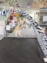 Enlarge Waddles, an adopted Domestic Short Hair in Steamboat Springs, CO image 2/3