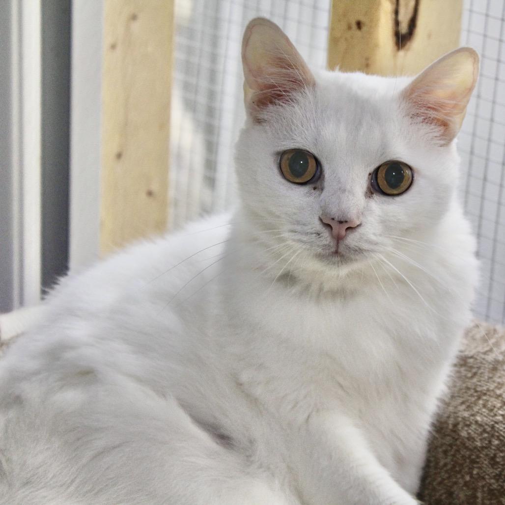 Snowflake, Adoptable, Adult Male Domestic Short Hair.