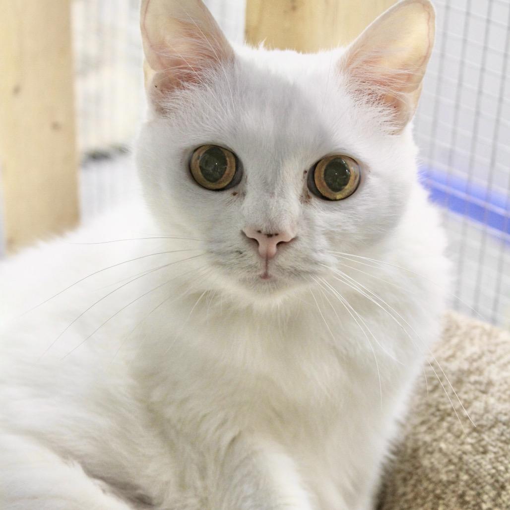 Snowflake, a Adoptable Domestic Short Hair in Blairsville, GA image 3/6