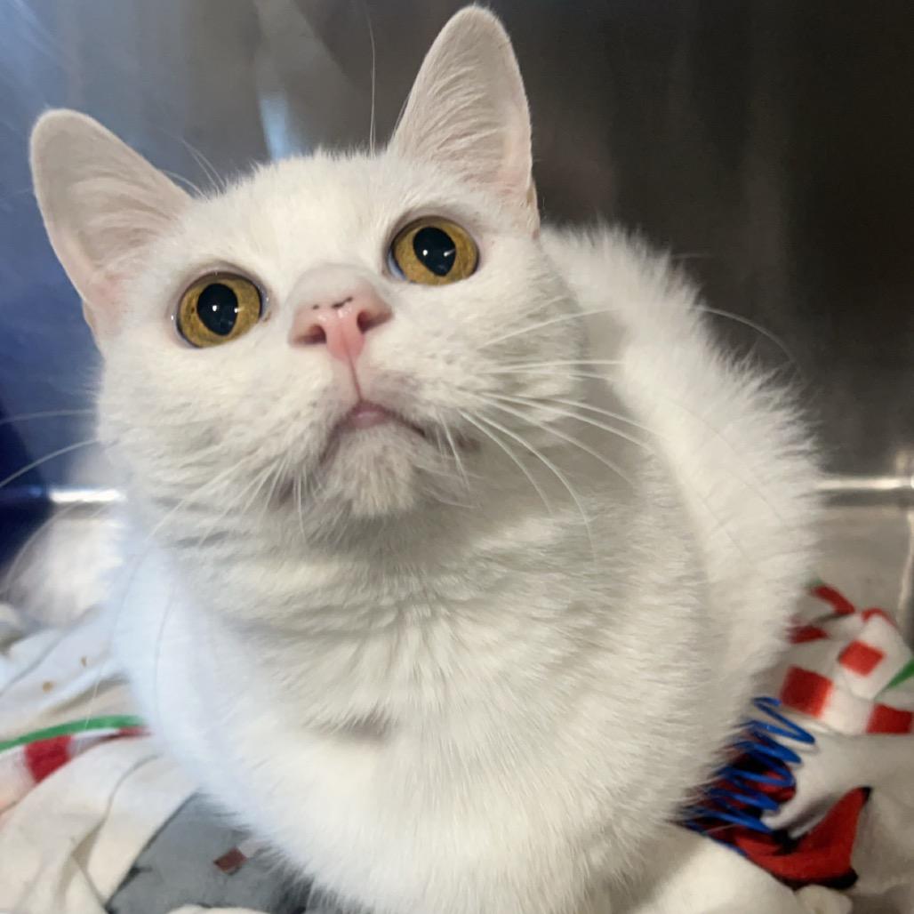 Snowflake, a Adoptable Domestic Short Hair in Blairsville, GA image 4/6