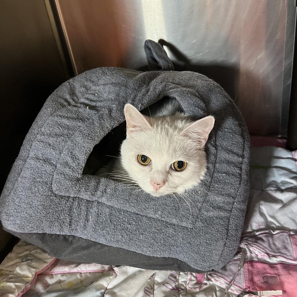 Snowflake, a Adoptable Domestic Short Hair in Blairsville, GA image 5/6