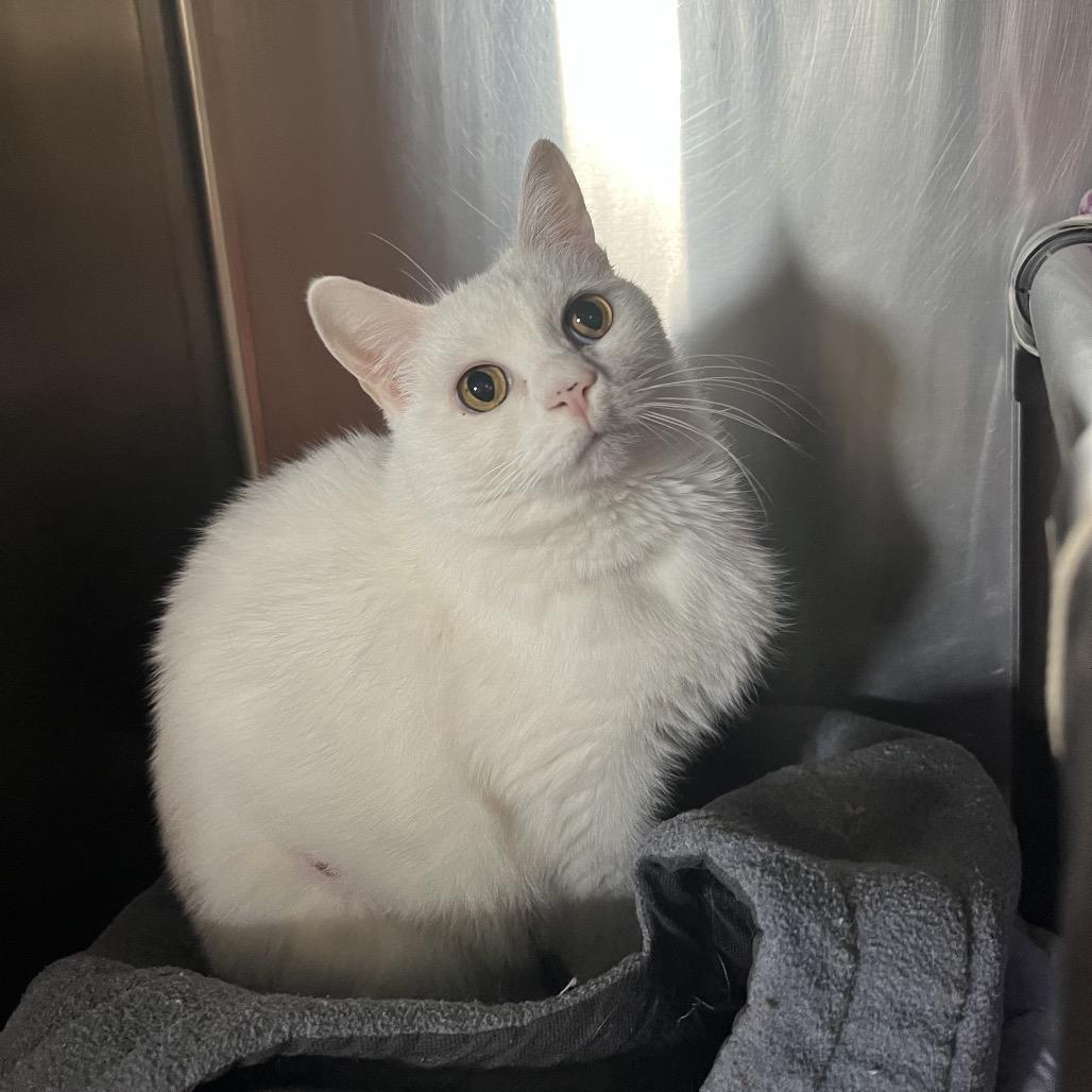 Snowflake, a Adoptable Domestic Short Hair in Blairsville, GA image 6/6