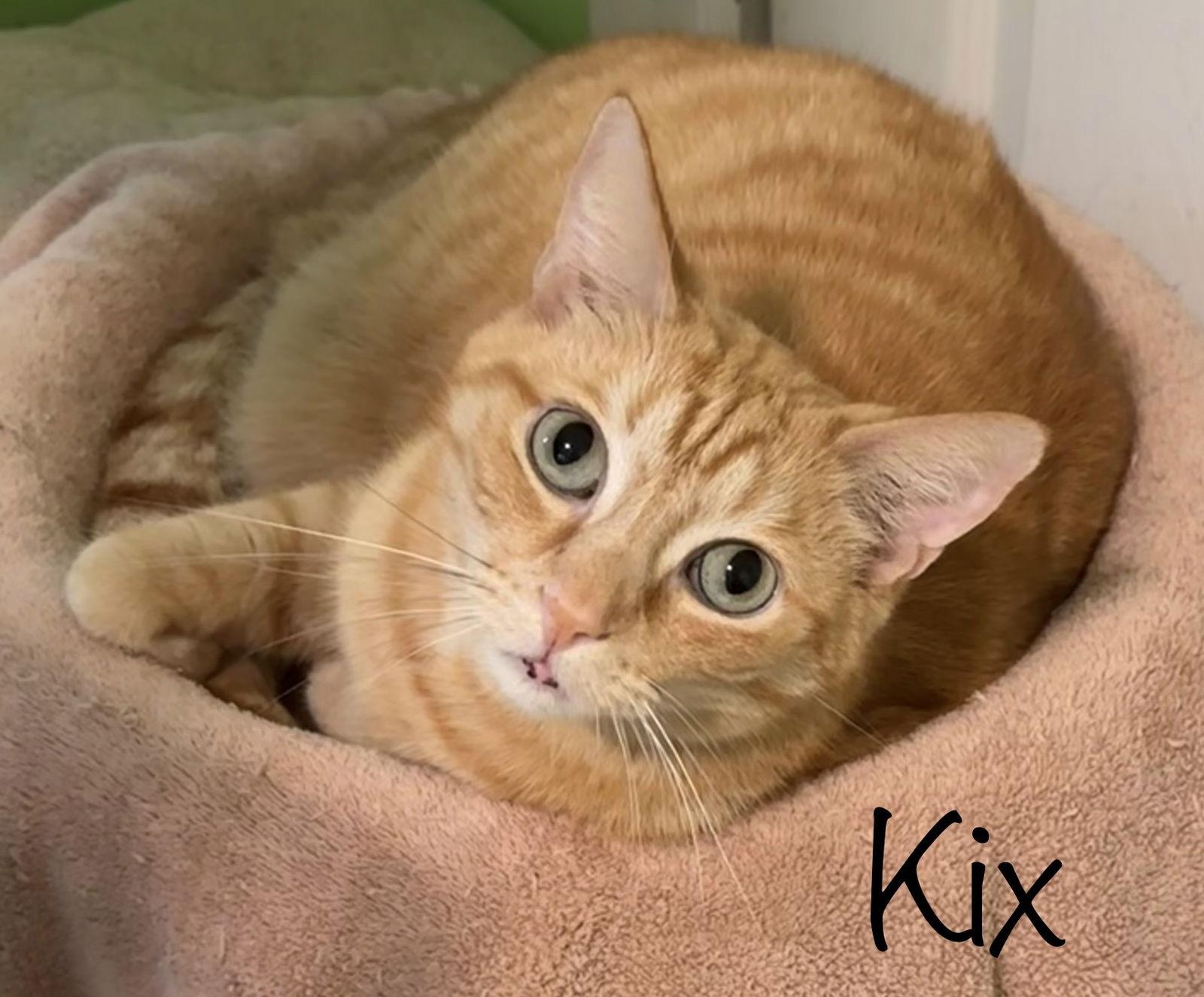 Enlarge Kix, a Adoptable Domestic Short Hair in Longwood, FL image 1/3
