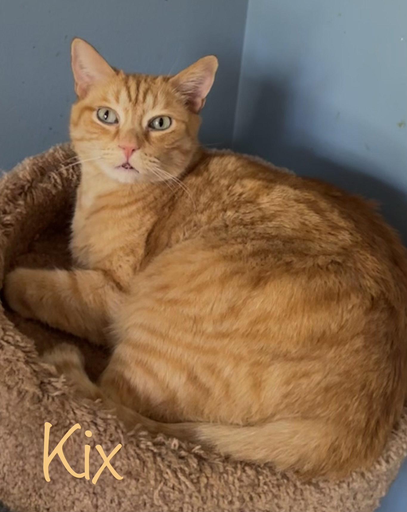 Enlarge Kix, a Adoptable Domestic Short Hair in Longwood, FL image 1/3